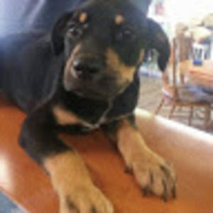 Meet your Posher, Mia